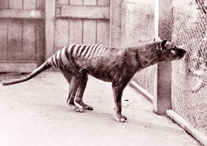 Now extinct, Tasmanian Tiger (thylacine) in Hobart Zoo Tasmania;Australia. 1933. (Photo by: Universal History Archive/Universal Images Group via Getty Images)