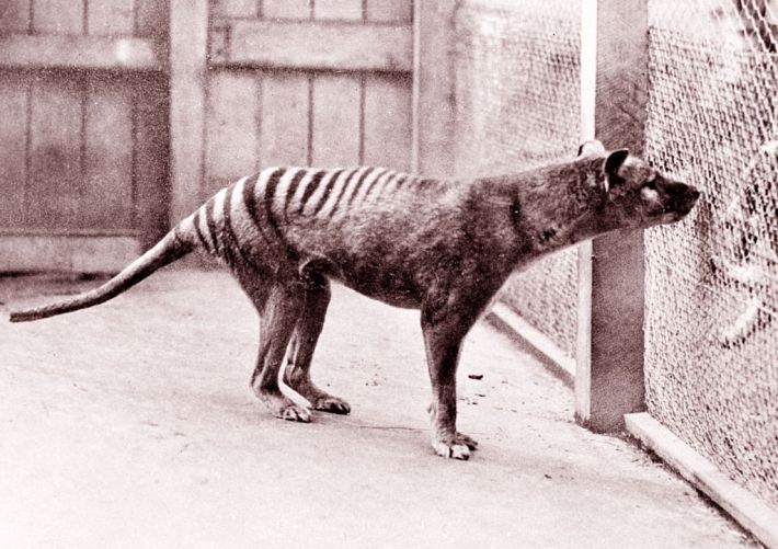 3 BRILLIANT MINUTES: Tasmanian tigers and northern lights