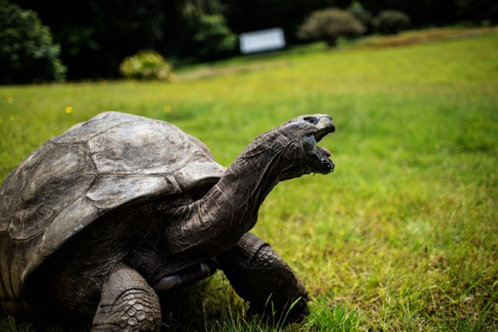 Jonathan, a Seychelles giant tortoise, believed to be the oldest reptile living on earth with and alleged age of 185 years, opens his mouth in a kind of yawn as he stands on grass