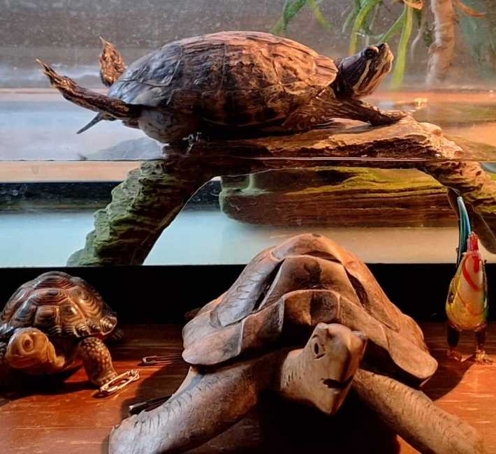 A photo of a turtle named Marvin on his sunning rock in his tank, surrounded by various effigies