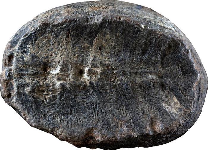 a small black fossil that was originally identified as a plant but is now considered a turtle shell