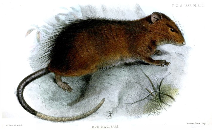an 1887 print of a Christmas Island rat, which basically looks like a brown rat