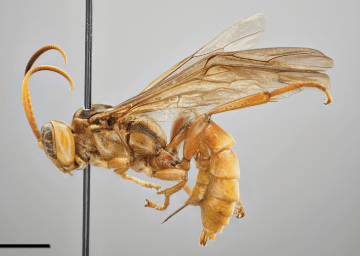 A yellow wasp with a big head and curled antennae like horns