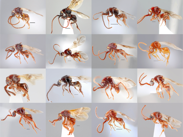 16 parasitic wasps, which are all small and brown