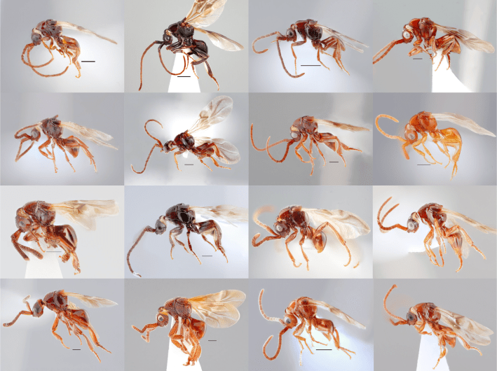 16 parasitic wasps, which are all small and brown