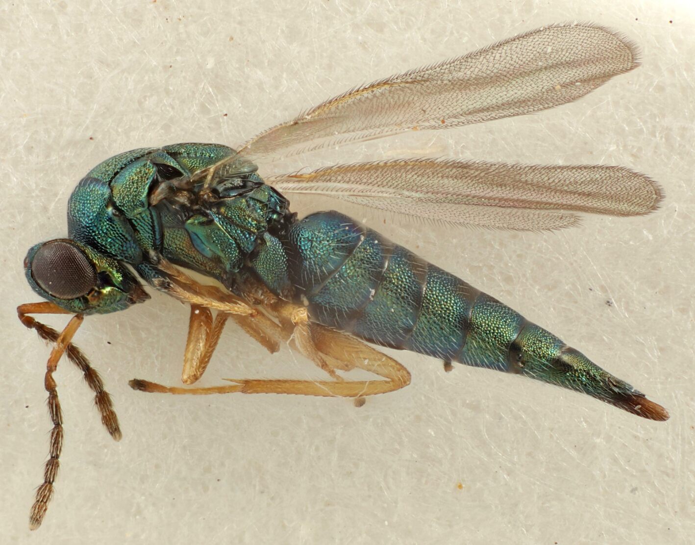 A blue-green iridescent wasp with a pointy pointy rear