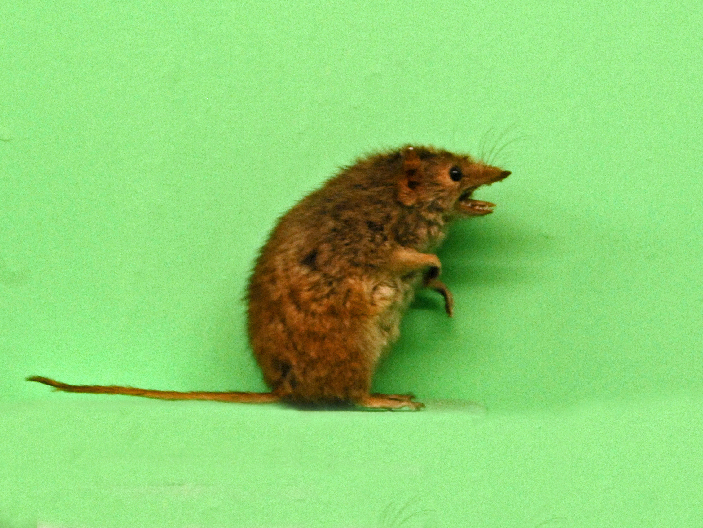 a stuffed specimen of a swamp antechinus, which is a small brown marsupial, against a green background