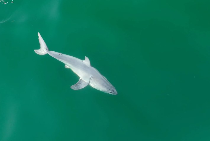 A side view of the newborn white shark