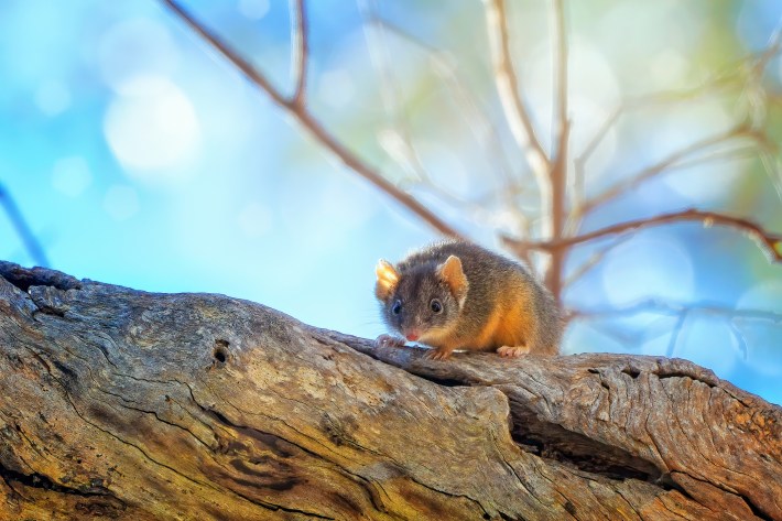 Yellow-footed antechinus (Antechinus flavipes) up a tree