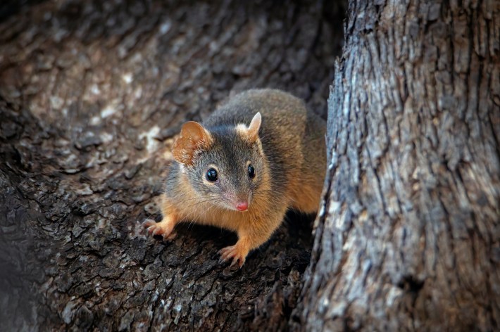 Yellow-footed antechinus in the Central Victorian bushland