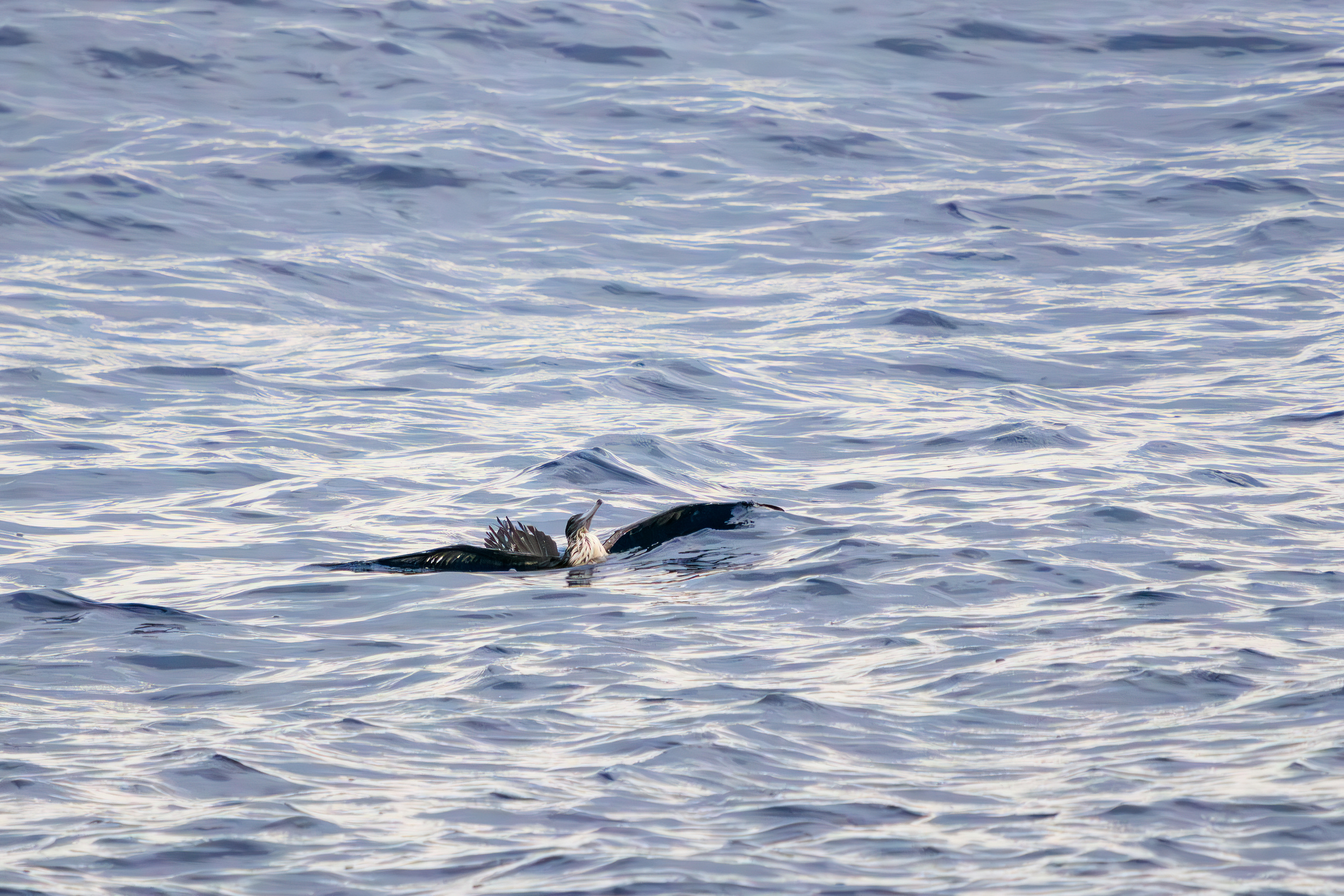 A beautiful Streaked Shearwater in flight seen in the sea of Toshima.