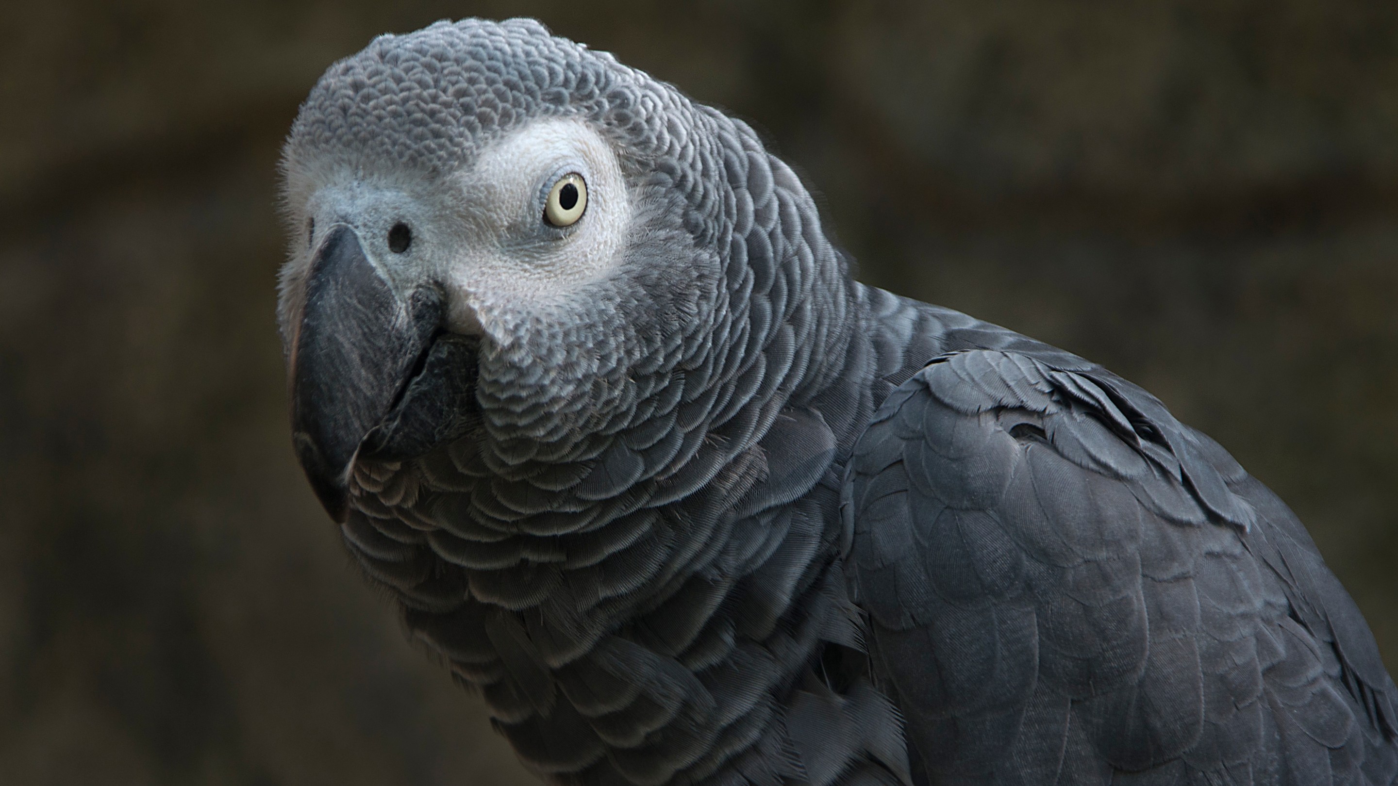 An African grey parrot looking at the camera