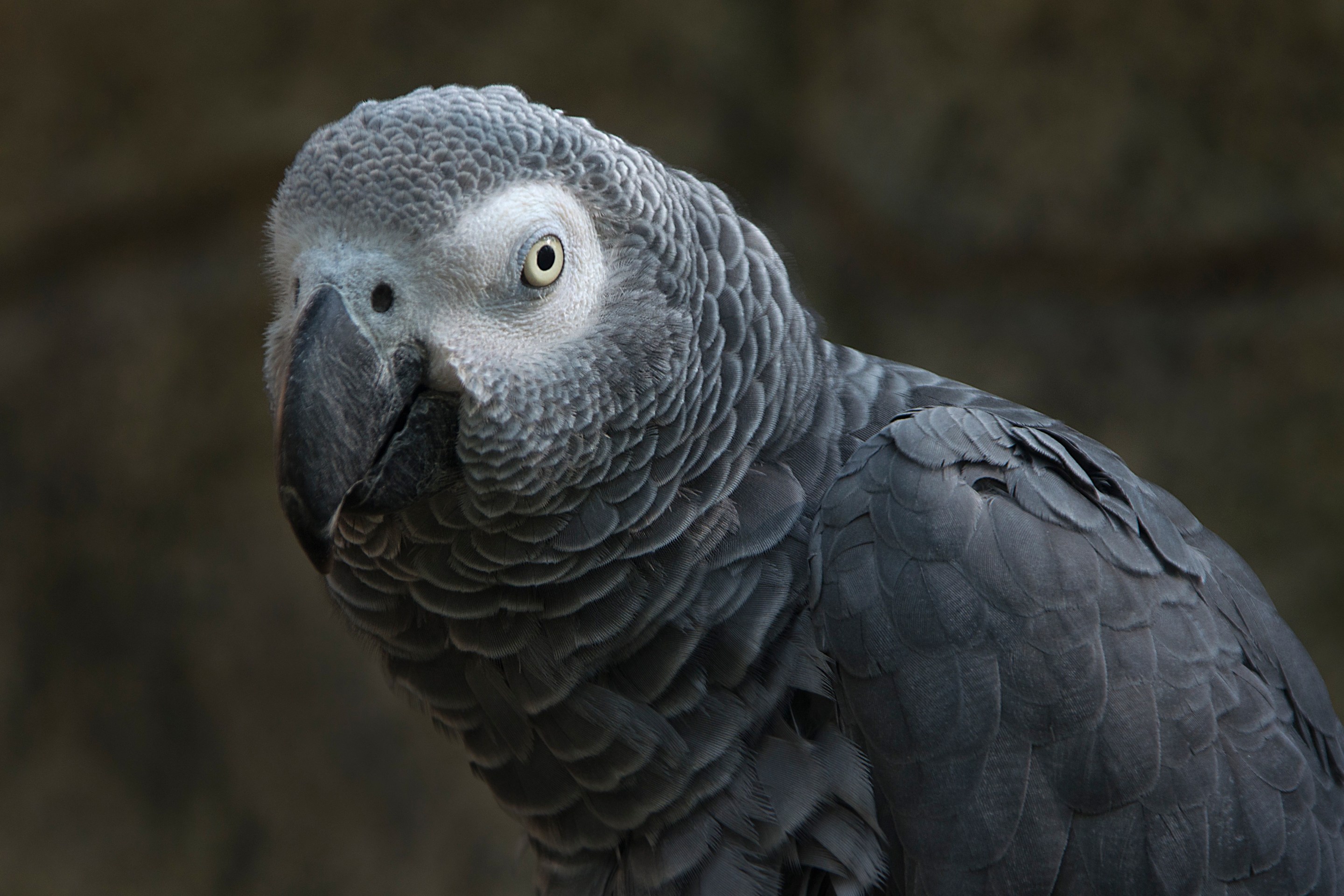 An African grey parrot looking at the camera