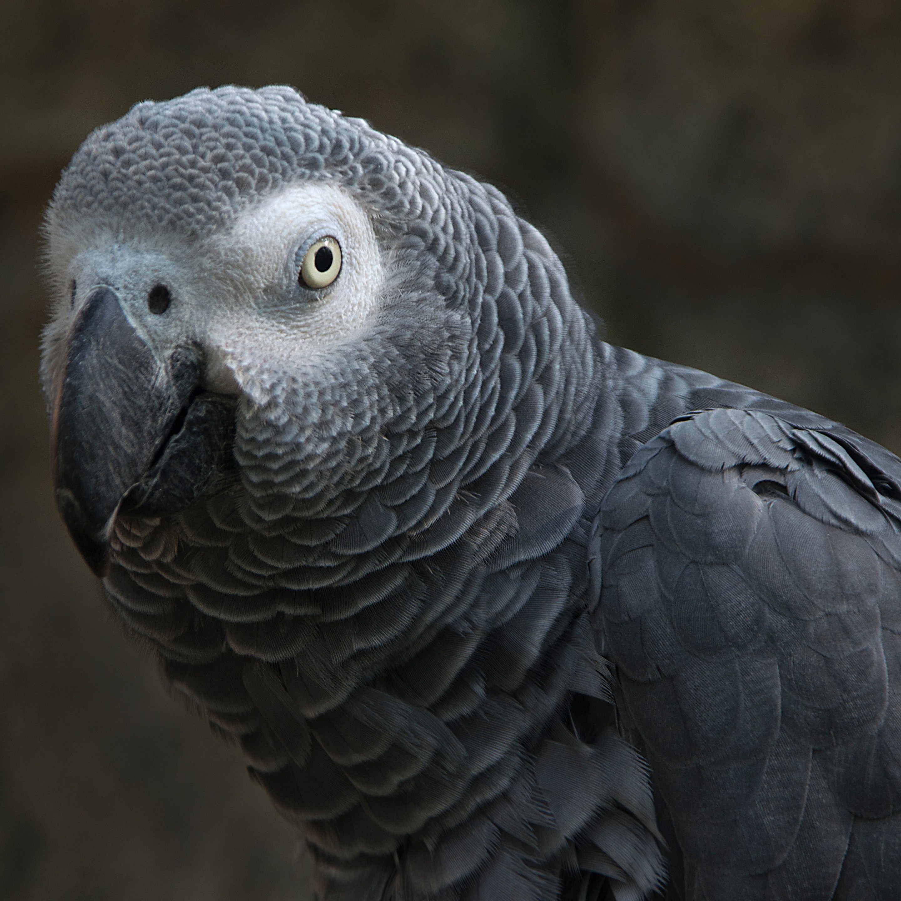 An African grey parrot looking at the camera