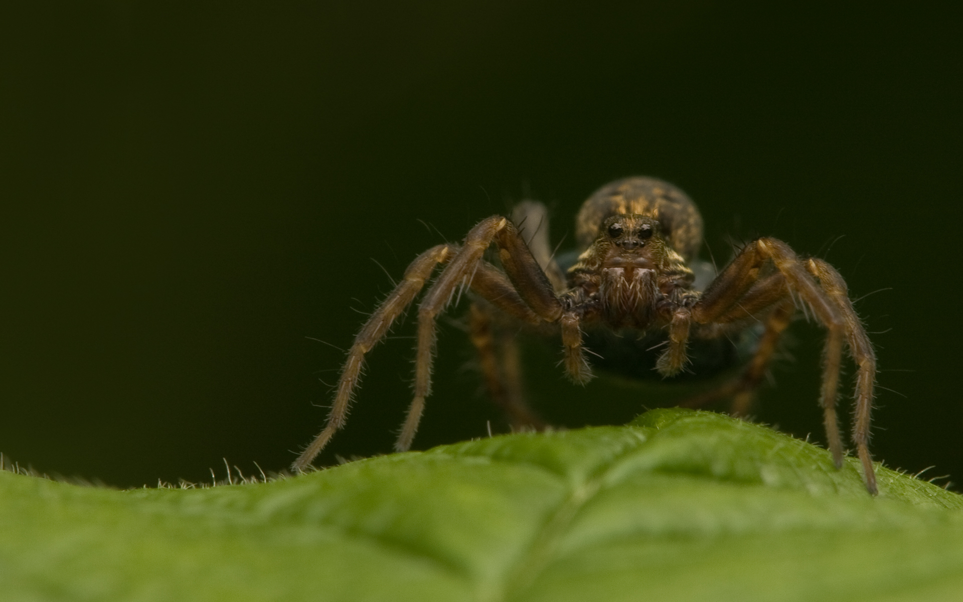 An unknown wolf spider on a green leaf