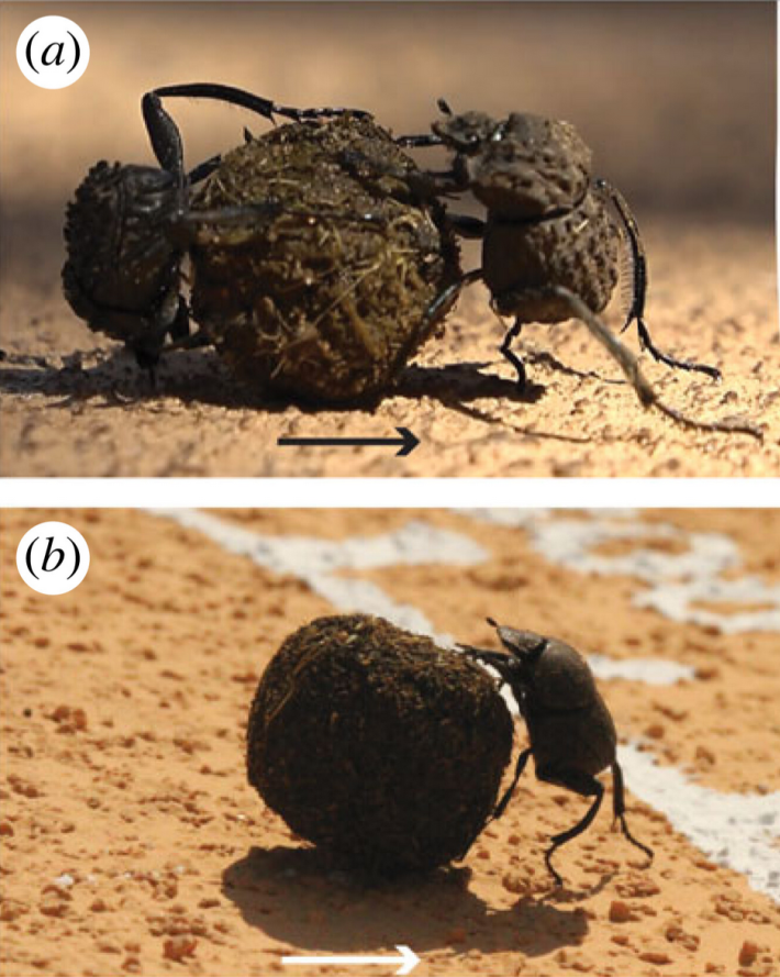 A close-up of a beetle pair pushing a ball of dung, and a lone beetle pushing the dung