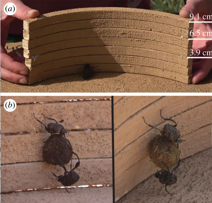 two hands placing a high walled obstacle on the ground, and two close-ups of pairs of dung beetles beginnig the climb
