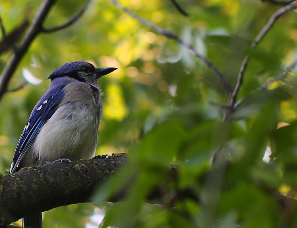 A male blue jay, perched on a branch with green foliage in the fore- and background.