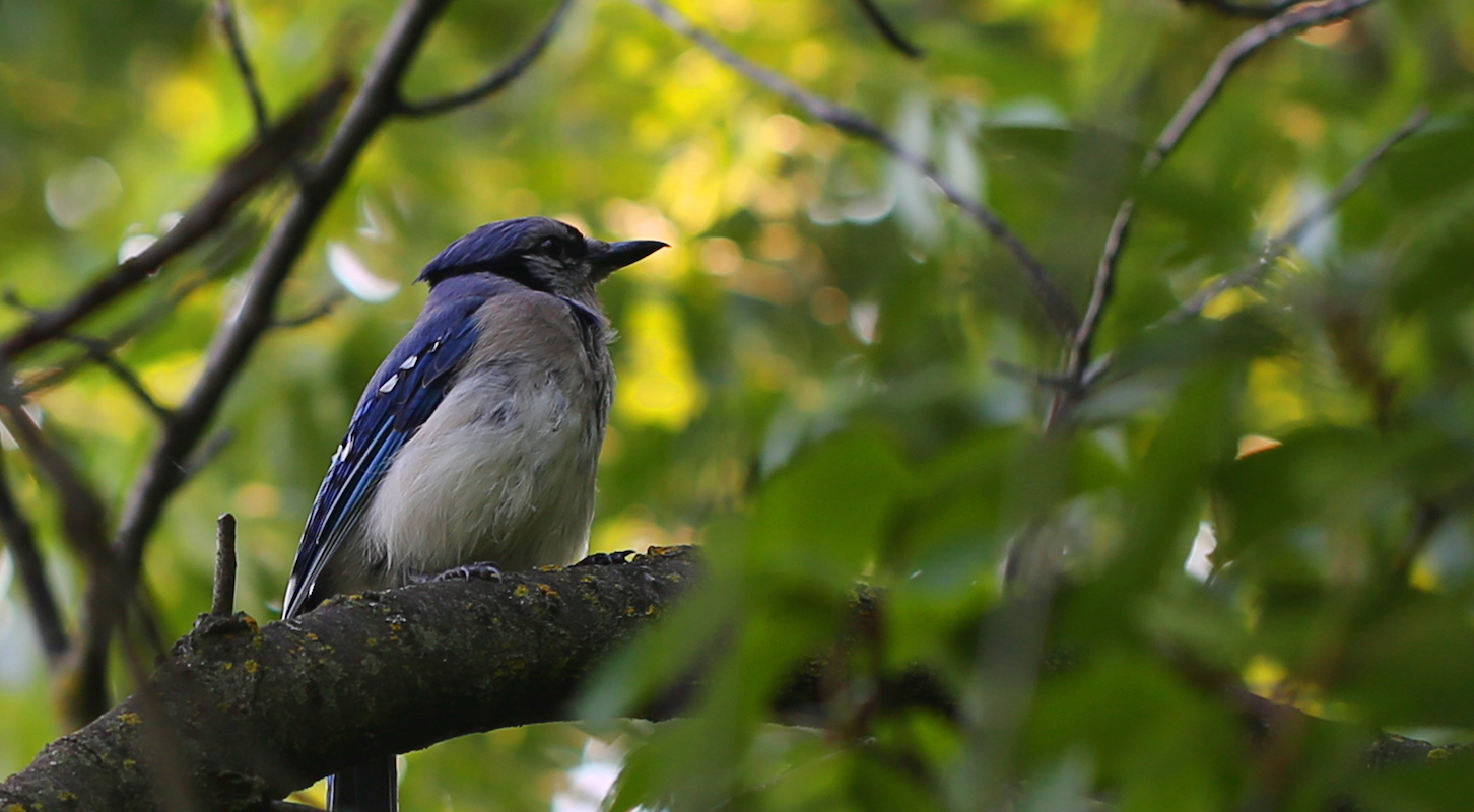 A male blue jay, perched on a branch with green foliage in the fore- and background.