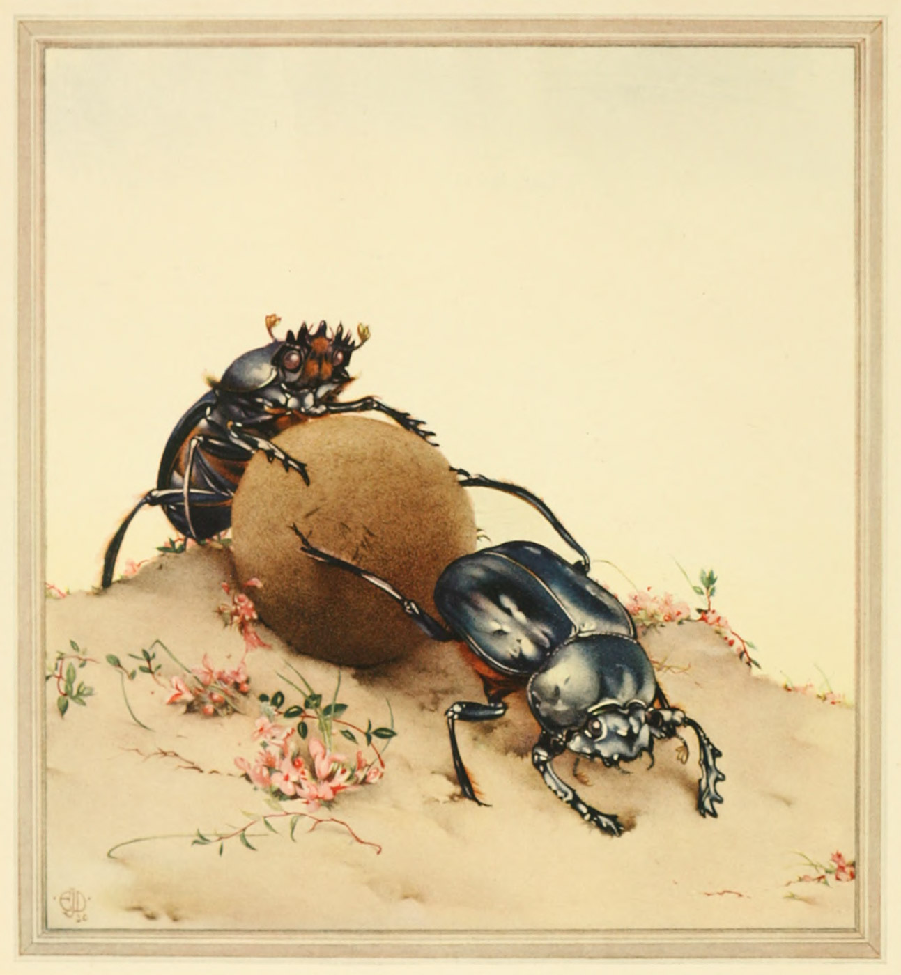An illustration of two dung beetles rolling a ball of dung