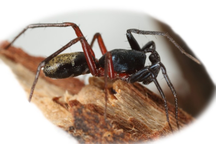 an ant-mimicking spider