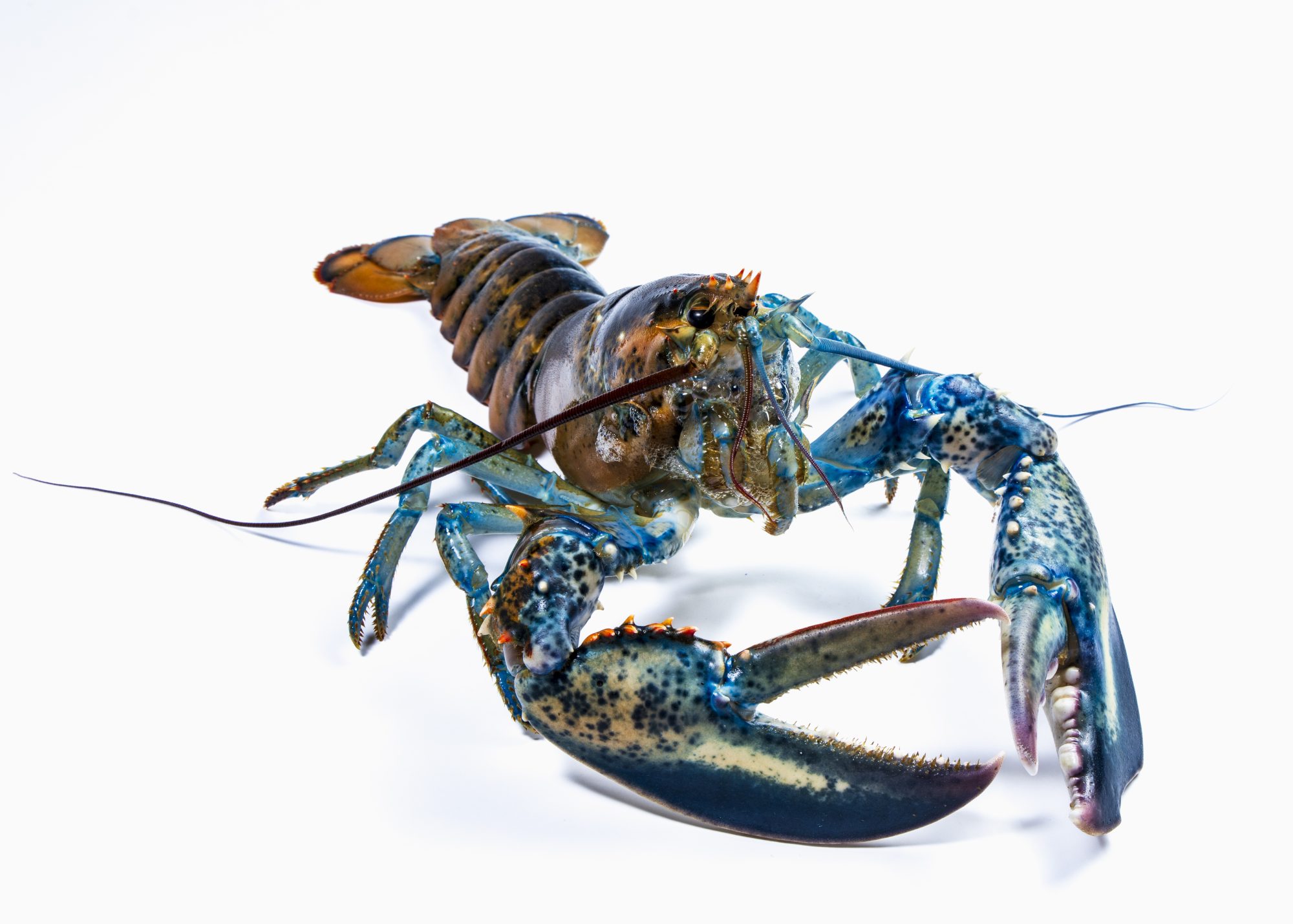 Meet The Eight Celebrity Lobsters Of Biddeford, Maine Defector