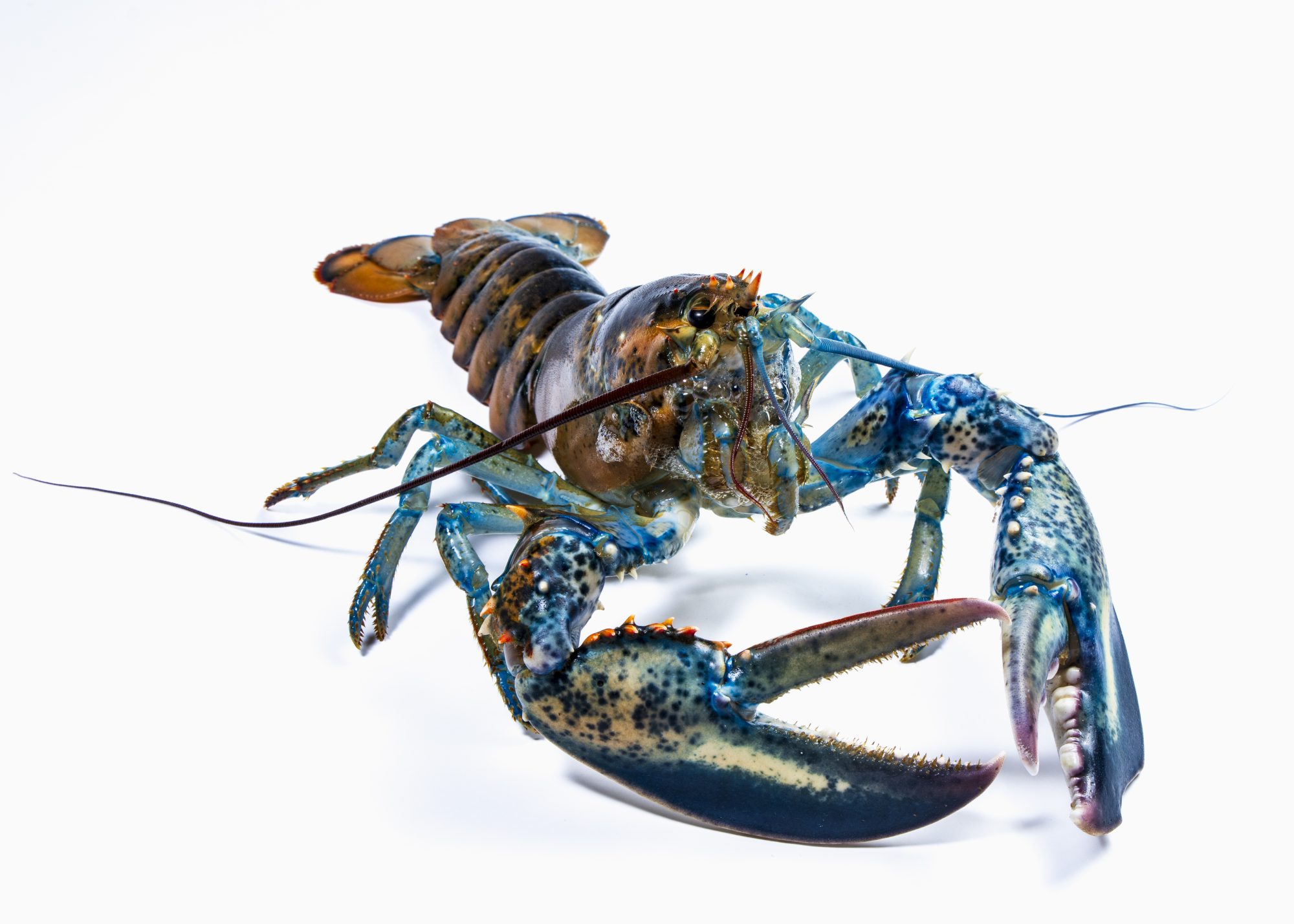 a photo of a lobster named Currant, a split blue lobster