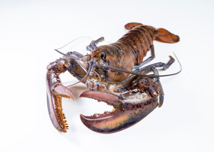 Hinterland Who's Who - North American Lobster