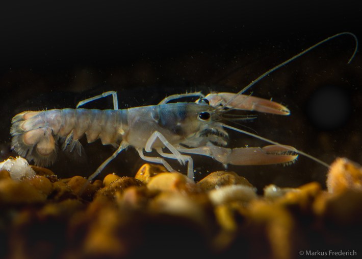 an inch-long baby blue lobster named Fig