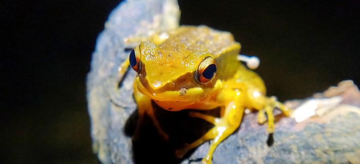 A photo of a yellow frog sitting on a twig with a small blurry mushroom growing out of its back.