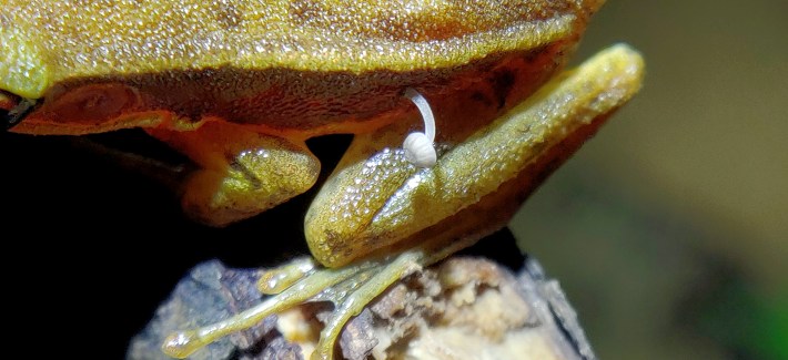 A small white mushroom growing out of a frog's flank