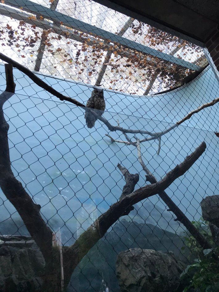 A vertical shot of Flaco's chain-link enclosure at the Central Park Zoo