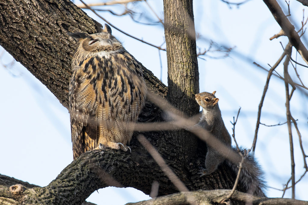 Flaco, a brown and black Eurasian eagle owl who escaped the Central Park Zoo, roosts in a tree in New York's Central Park with a squirrel nearby.