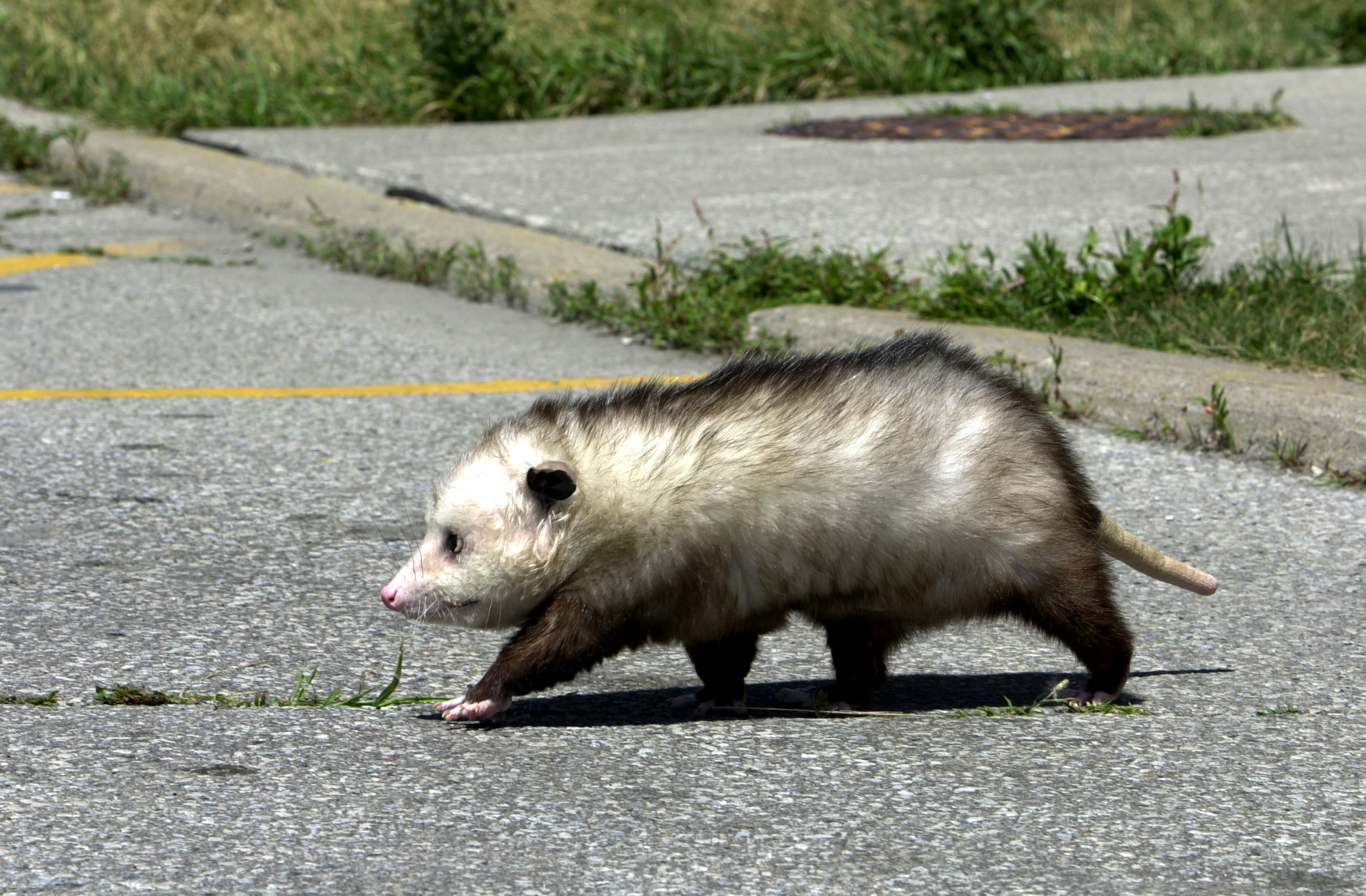 opossum, Red-Tailed Hawk, Raccoon (Photo by Dick Loek/Toronto Star via Getty Images)
