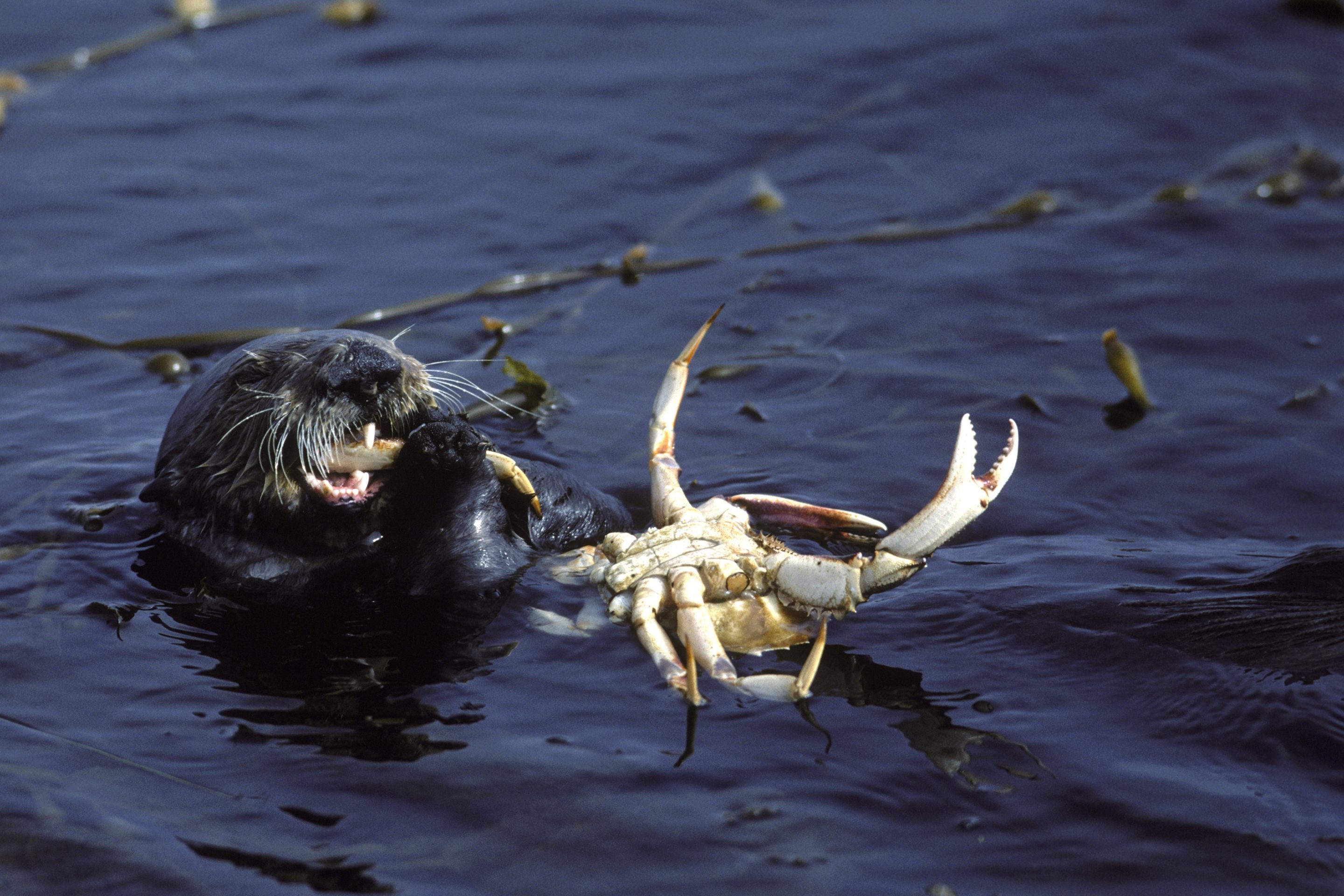 a sea otter eating a crab in Monterey Bay