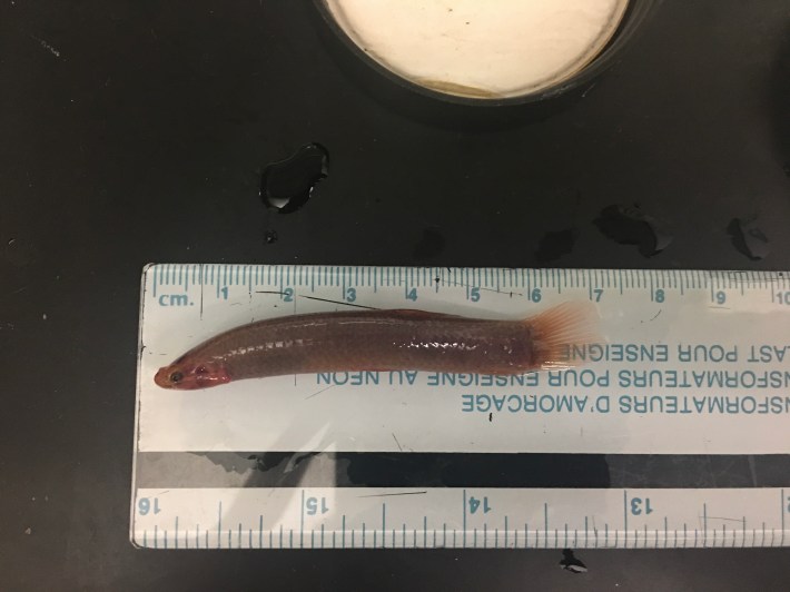 a specimen of a small brown fish called a hingemouth laid out against a ruler