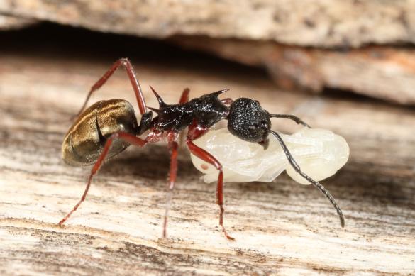Colour Less Ant Everybody Wants To Be An Ant | Defector