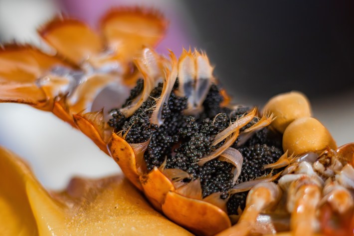 a gloved hand showing the underbelly of an orange lobster's tail, which contains hundred of small dark eggs