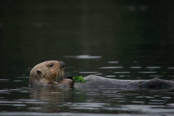 A sea otter in the estuarine water of Elkhorn Slough, Monterey Bay, California, USA