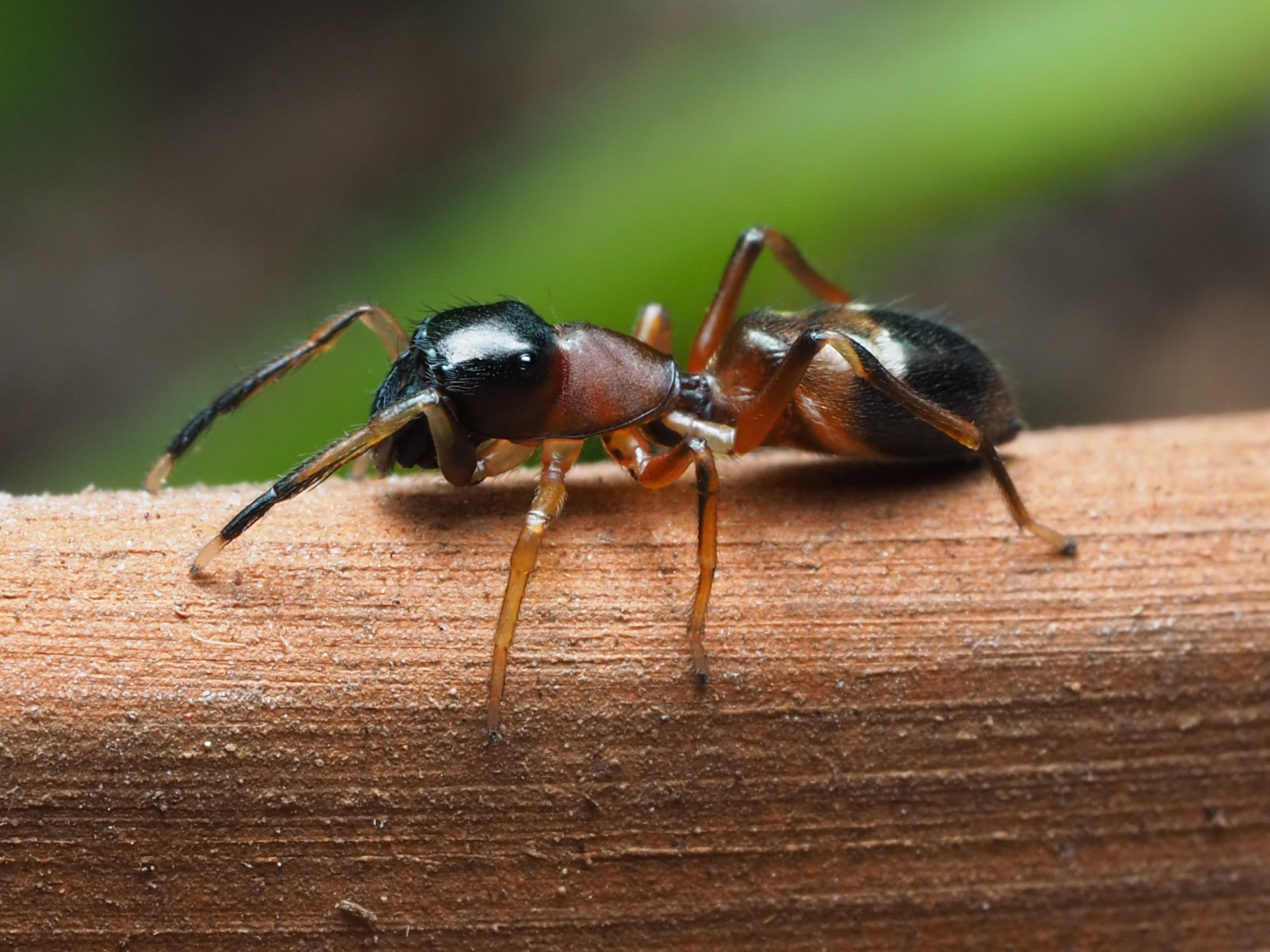 a female ant-mimicking spider Myrmarachne formicaria