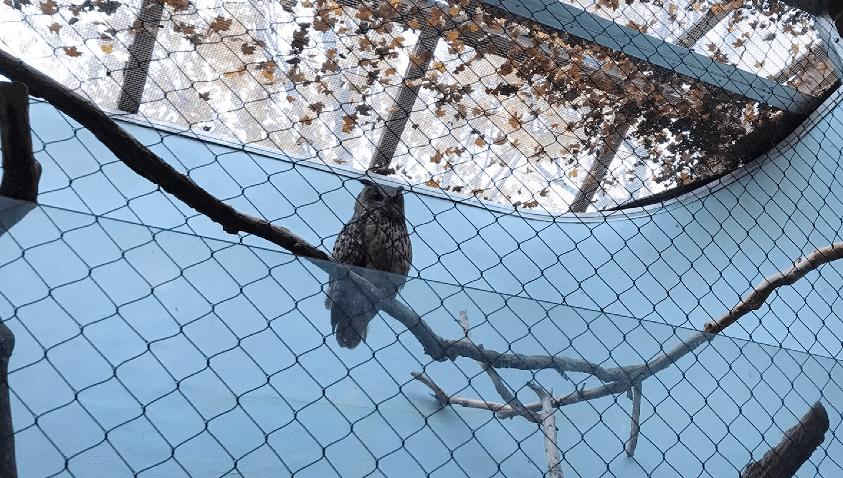 An image of Flaco in his chain-link exhibit at the Central Park Zoo