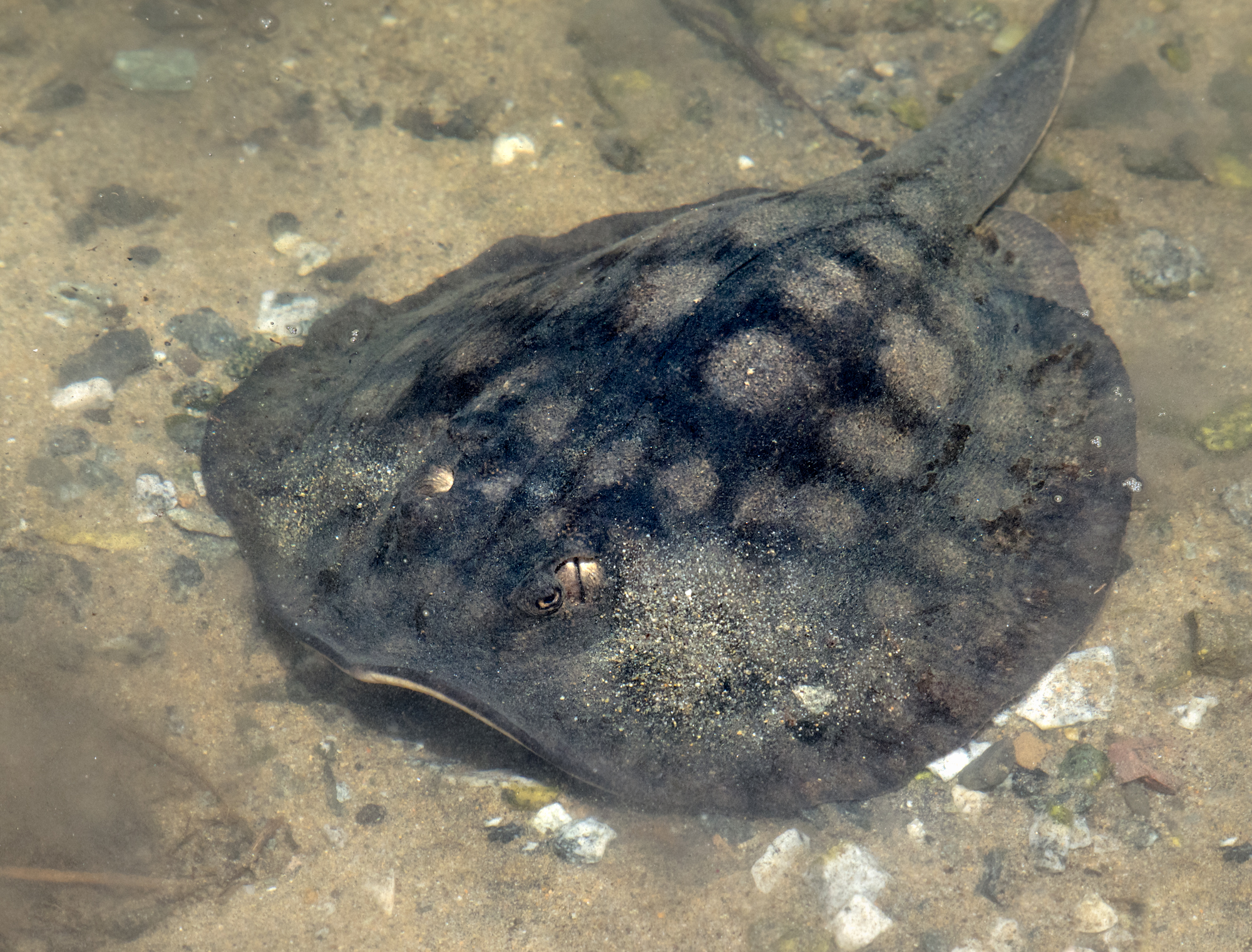 A round stingray (Urolophus halleri) I photographed in shallow water at Bolsa Chica wetlands (Southern California). The clouds of sand around the eyes and and body were formed as the stingray flapped and positioned deeper in the sand, expelling water. You can see the spiracles behind the eyes.