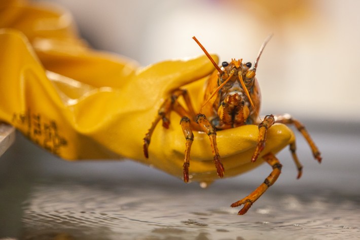 a yellow lobster named banana being held by yellow rubber gloves