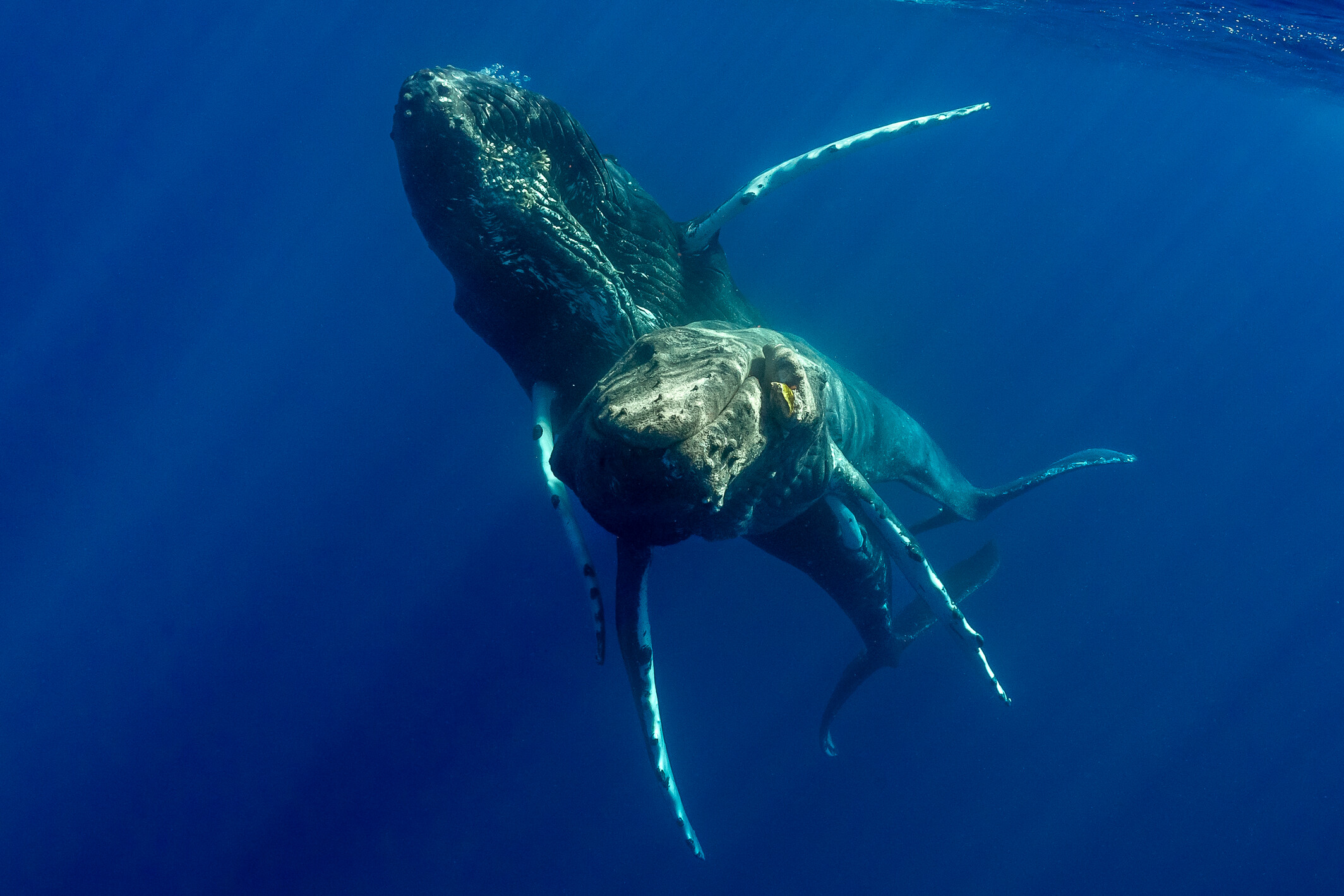 Two adult male humpback whales. one whale has its penis inserted into the genital opening of the whale below it An injury is visible on the mandible of the whale underneath.