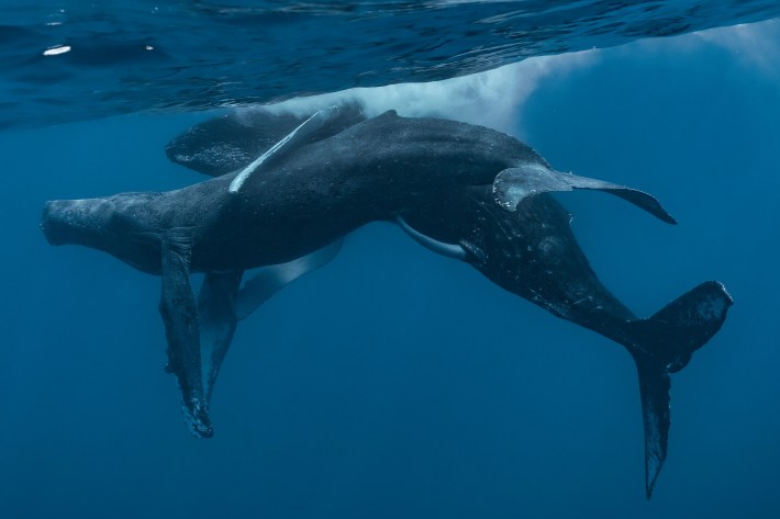 two male humpback whales having sex, with the long white penis of one very visible