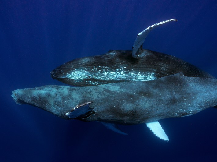 Two male humpback whales swimming atop each other