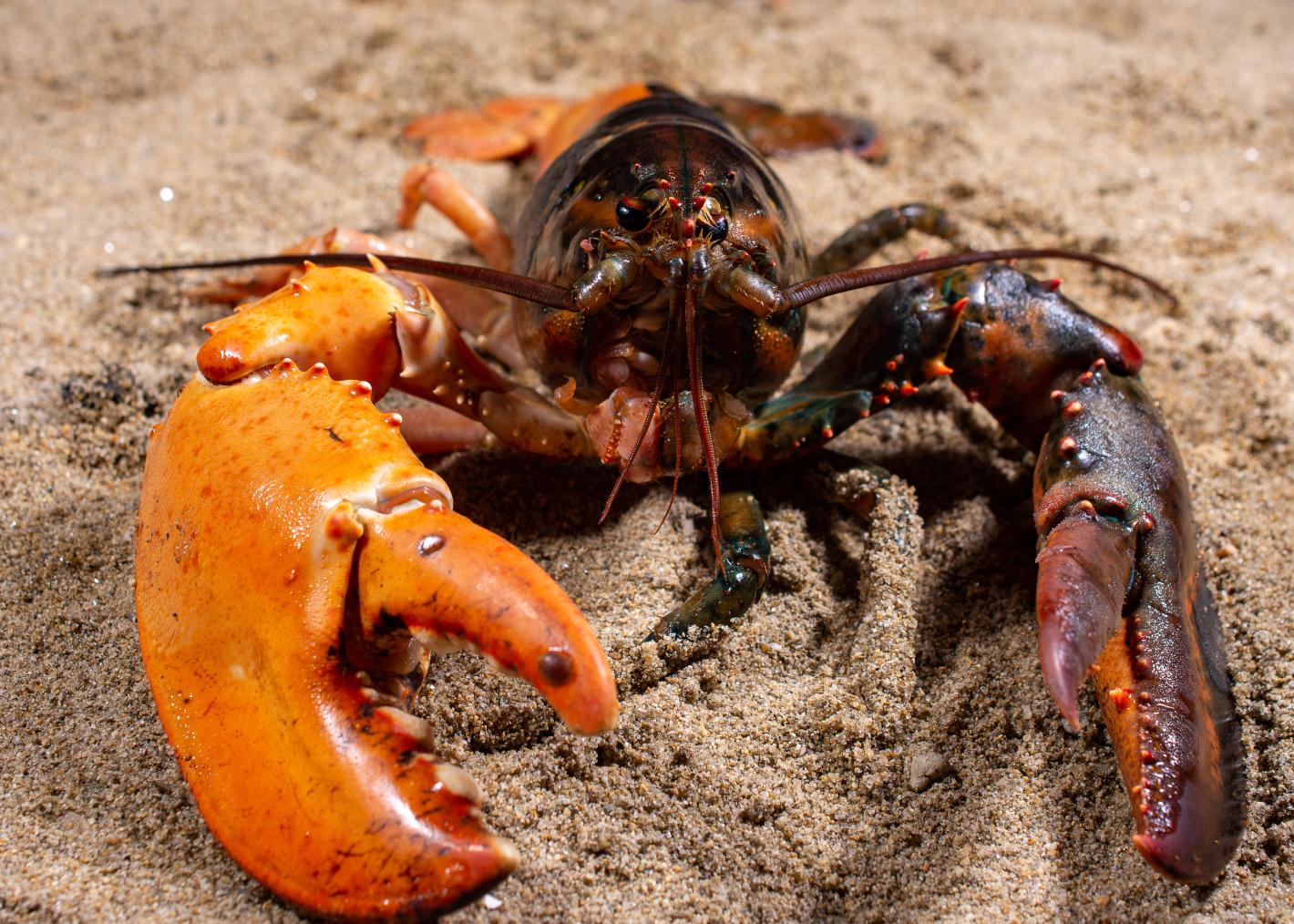 Meet The Eight Celebrity Lobsters Of Biddeford, Maine Defector