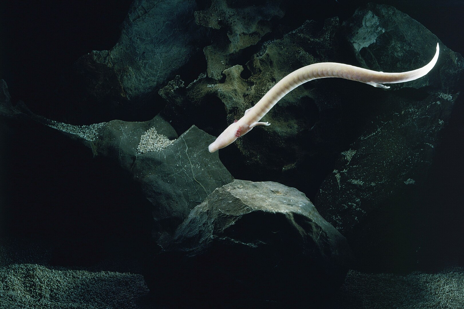 a light pink blind cave salamander called an olm swimming in the water in front of rocks