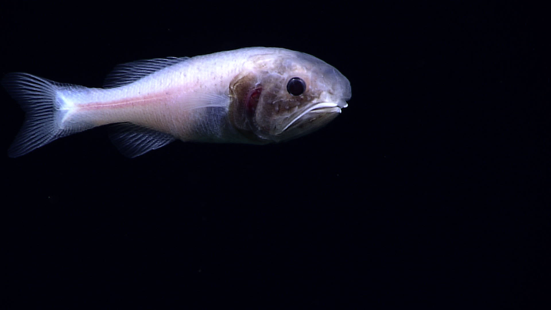 a deep-sea Malacosarcus sp., or prickelfish. Seen at a depth of nearly 5,900 meters (3.7 miles)