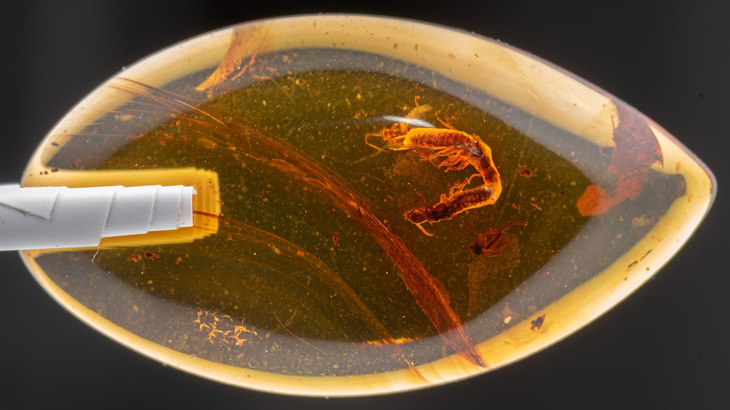A fossilized piece of amber preserving two termites in the act of mating